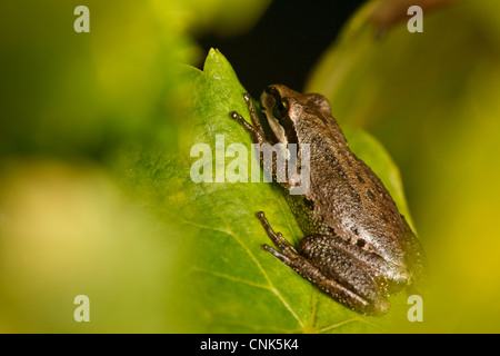 USA, Oregon, Keizer, Pacific Laubfrosch (Pseudacris Regilla) auf Pinot Gris Blatt Stockfoto