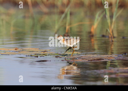 Geringerem Jacana (Microparra Capensis) Erwachsenen, zu Fuß Waterlily Pads im Feuchtgebiet, Okavango Delta, Botswana Stockfoto