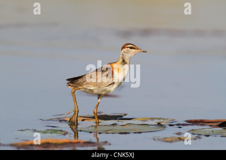 Geringerem Jacana (Microparra Capensis) Erwachsenen, zu Fuß Waterlily Pads im Feuchtgebiet, Okavango Delta, Botswana Stockfoto