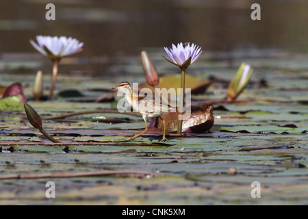 Geringerem Jacana (Microparra Capensis) Erwachsenen, zu Fuß Waterlily Pads im Feuchtgebiet, Okavango Delta, Botswana Stockfoto