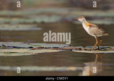 Geringerem Jacana (Microparra Capensis) Erwachsenen, stehend Waterlily Pads im Feuchtgebiet, Okavango Delta, Botswana Stockfoto