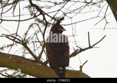 Lange-crested Adler thront und beobachten Stockfoto