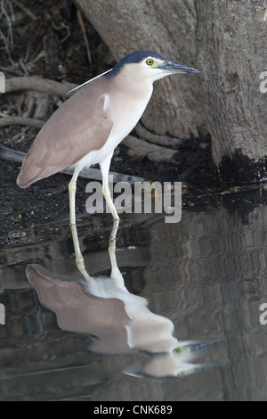 Rufous-Nachtreiher Nycticorax Caledonicus Erwachsene stehen am Rand Wasserreflexion Kakadu Northern Territory Australien september Stockfoto