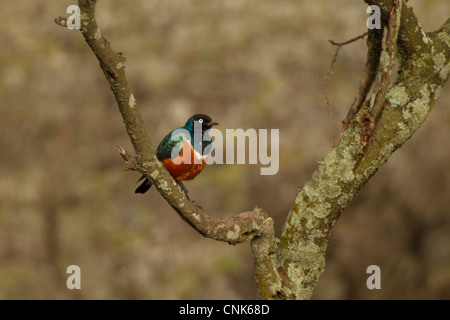 Superb Starling thront Stockfoto