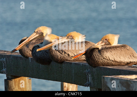 USA, Texas, Aransas Co., Goose Island State Park, braune Pelikane Faulenzen am Geländer am Goose Island State Park pier Stockfoto