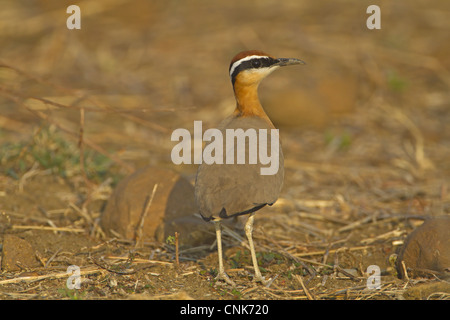 Indischen Renner (Cursorius Coromandelicus) Erwachsenen, stehen im Feld, Indien, Februar Stockfoto