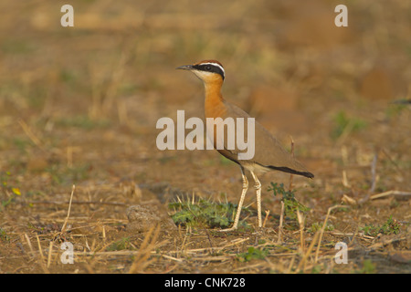 Indischen Renner (Cursorius Coromandelicus) Erwachsenen, stehen im Feld, Indien, Februar Stockfoto