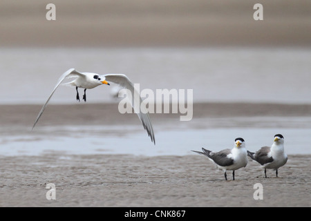 Chinese Crested Tern Thalasseus Bernsteini Erwachsenen-Zucht Gefieder Flug Sandbank Great Crested Seeschwalben Sterna bergii Stockfoto