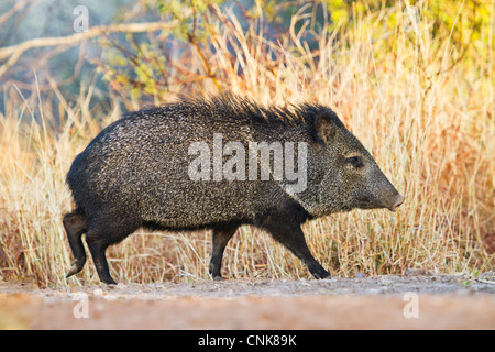 Nordamerika, USA, Texas, Starr Co., Kragen, Peccary, Pecari Tajacu, Erwachsener Stockfoto
