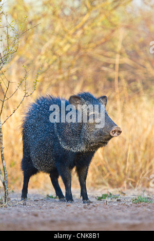 Nordamerika, USA, Texas, Starr Co., Kragen, Peccary, Pecari Tajacu, Erwachsenen-Alarm Stockfoto