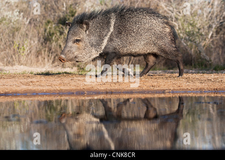 Nordamerika, USA, Texas, Starr Co., Halsband Peccary, Pecari Tajacu, Erwachsenen spiegelt sich im Teich Stockfoto