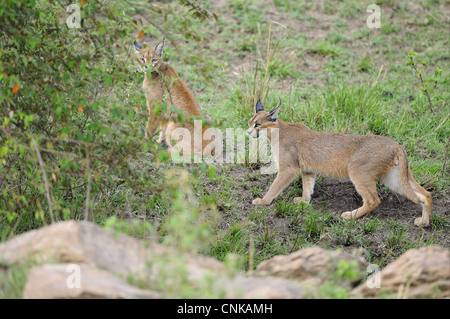 Karakal (Caracal Caracal) Erwachsenen paar, am Rand von Büschen, Masai Mara, Kenia Stockfoto