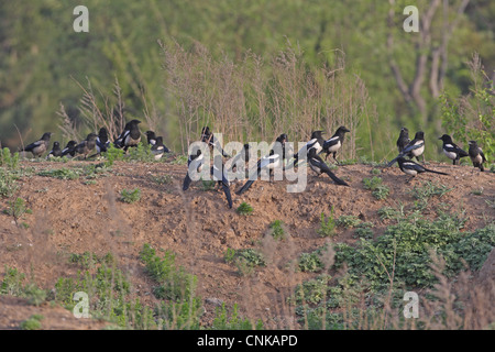 Gemeinsamen Elster Pica Pica Sericea Herde einige rußigen Gefieder Schornsteine stehen am Ufer Beidaihe Hebei China betreten kann Stockfoto