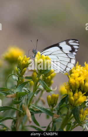 Ein kariertes weiß Schmetterling Fütterung auf gelben Blüten.  Geringe Schärfentiefe. Stockfoto