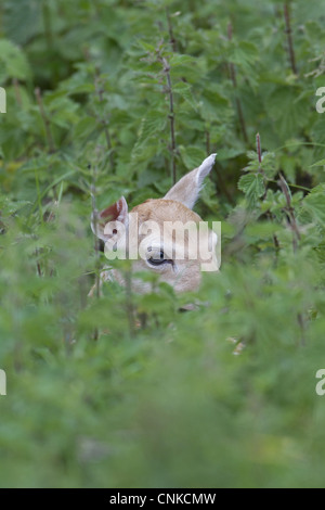 Damhirsch (Dama Dama) fawn, verstecken sich in Nesseln, Helmingham Hall Deer Park, Suffolk, England, Juni Stockfoto