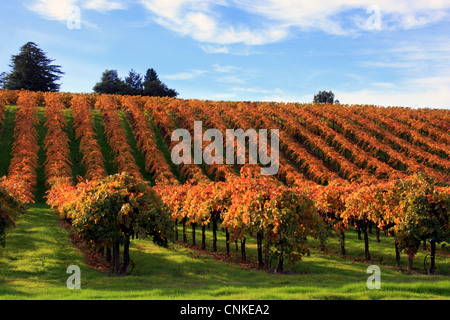 Foto von Weinland Weinberge in vollen Herbstfarbe, Sonoma County, Kalifornien, USA Stockfoto