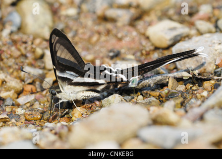 Grün Dragontail Schmetterling (Lamproptera Meges) ernähren sich von Mineralsalzen in einem thailändischen Regenwald Stockfoto