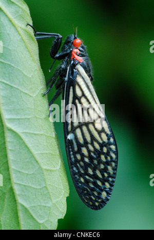 Exotische Zikade (Cicadoidea SP.) ruft in der Monsson Regen Wald Mae Wong Nationalpark in Thailand. Stockfoto