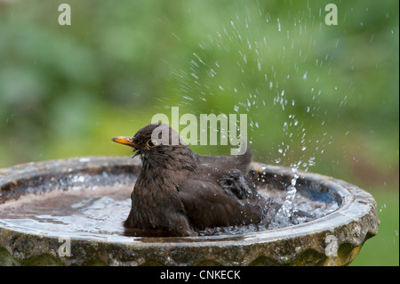 Turdus Merula. Weibliche Amsel waschen in eine Vogeltränke Stockfoto