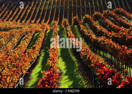 Foto von Weinland Weinberge in vollen Herbstfarbe, Sonoma County, Kalifornien, USA Stockfoto