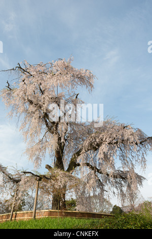 Maruyama-Park während der Sakura / Cherry Blossom Saison in Kyoto, Japan Stockfoto