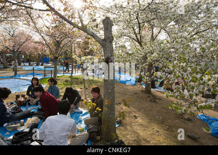 Maruyama-Park während der Sakura / Cherry Blossom Saison in Kyoto, Japan Stockfoto