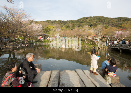 Maruyama-Park während der Sakura / Cherry Blossom Saison in Kyoto, Japan Stockfoto