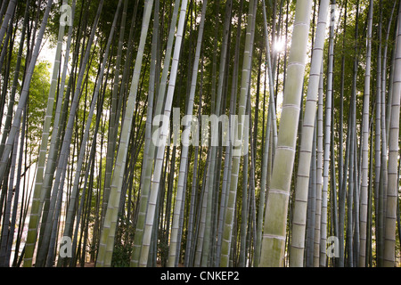 Bambus-Garten in Kodaiji Tempel in Kyoto, Japan. Stockfoto