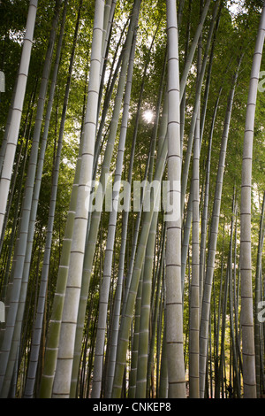 Bambus-Garten in Kodaiji Tempel in Kyoto, Japan. Stockfoto