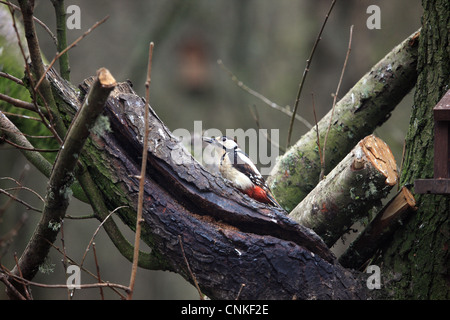 Buntspecht auf Ästen Stockfoto