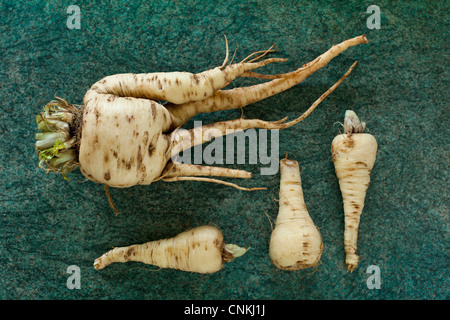 Pastinaken, Pastinaca Sativa, aus Samen gezogen in einem Garten in Atherstone, North Warwickshire. Stockfoto