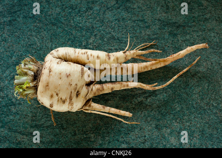 Pastinaken, Pastinaca Sativa, aus Samen gezogen in einem Garten in Atherstone, North Warwickshire. Stockfoto