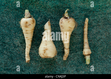 Pastinaken, Pastinaca Sativa, aus Samen gezogen in einem Garten in Atherstone, North Warwickshire. Stockfoto