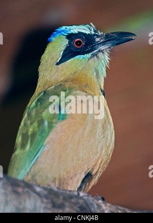 Blaue gekrönt Motmot (Momotus Momota) Stockfoto