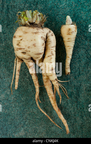 Pastinaken, Pastinaca Sativa, aus Samen gezogen in einem Garten in Atherstone, North Warwickshire. Stockfoto