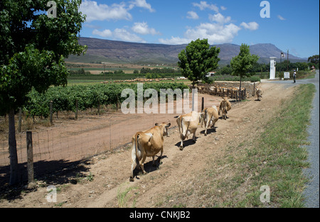 Jersey-Kuh gehen in Datei zum Melken auf dem Joubert Tradauw Bauernhof in der Nähe von Montagu Südafrika Stockfoto