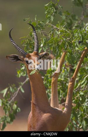 Gerenuk (Litocranius Walleri) verlässt aka Wallers Gazelle Essen in Samburu Nationalpark, Kenia Stockfoto