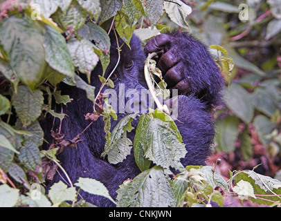 Ausblenden von Vegetation im Parc National des Vulkane, Ruanda Berggorilla (Gorilla Beringei Beringei) Stockfoto