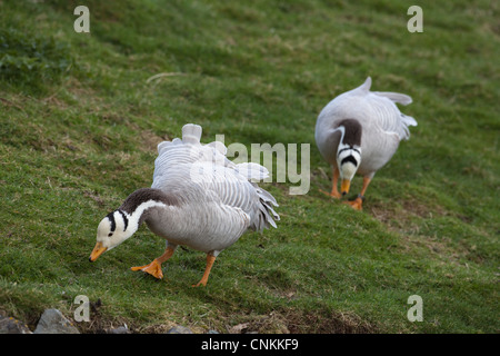 Unter der Leitung von Bar Gans (Anser Indicus). Weiden, mit Kopf und Hals Markierungen die Gattung ihren gemeinsamen oder populären Namen geben. Stockfoto