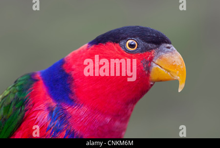 Western schwarz begrenzt Lory (Lorius Lory) Stockfoto