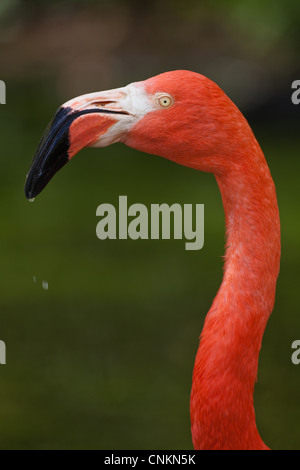 Amerikanische, oder Karibik oder Kubanischen oder ROSIG oder Größer Flamingo (Phoenicopterus ruber ruber). Porträt. Stockfoto
