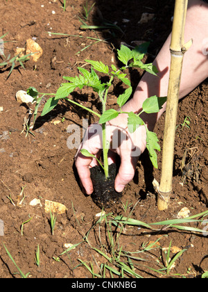 Pflanzung Tomatenpflanze in einem Boden Stockfoto