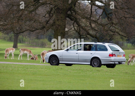 Safari-Fahrt von den Besuchern Whipsnade Zoo, Bedfordshire, um Asien Gehäuse. Hier mit Damwild (Dama Dama). Stockfoto