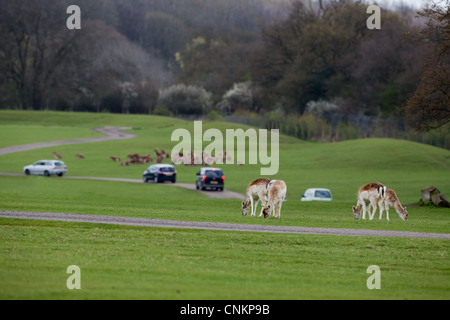Safari-Fahrt von den Besuchern Whipsnade Zoo, Bedfordshire, um Asien Gehäuse. Hier mit Damwild (Dama Dama). Stockfoto