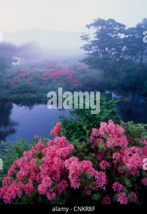 Gudari Marsh und Azalee, Aomori, Aomori, Japan Stockfoto