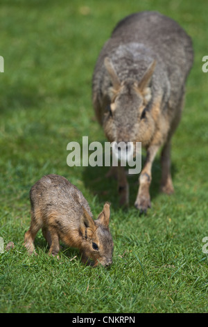 Maras oder Patagonian Hasen (Dolichotis Patagonum). Weiblich und jung. Stockfoto