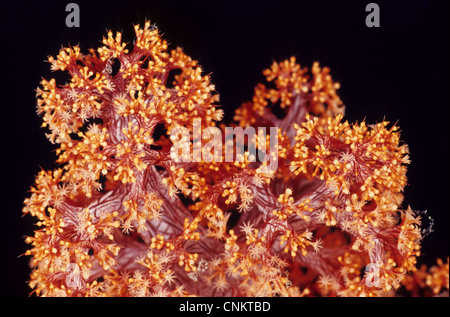 Nahaufnahme einer Baum-Koralle, Dendronephthya sp, zeigen mehrere Filialen und im benachbarten Polypen. Stockfoto