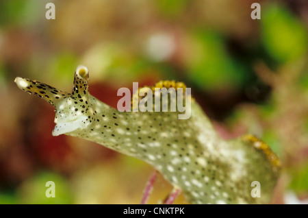 Reich verzierte Elysia, reich verzierten Sapsucking Slug (Elysia Ornata) ist eine marine Schnecke. Dieses Bild wurde aufgenommen in den Salomonen. Stockfoto