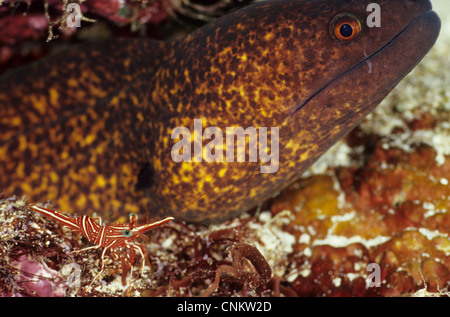 Ein Hingebeak-Garnelen, Rhynchocinetes Durbanensis und eine gelbgefleckte-Muräne Gymnothorax Flavomarginatus in einem Riff. Stockfoto