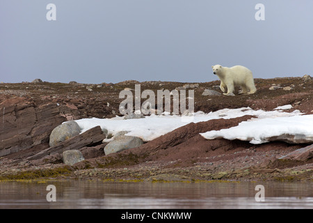 Sub-Erwachsene männliche Eisbären im arktischen Sommer, Woodfjorden, Spitzbergen, Svalbard, Norwegen, Europa Stockfoto